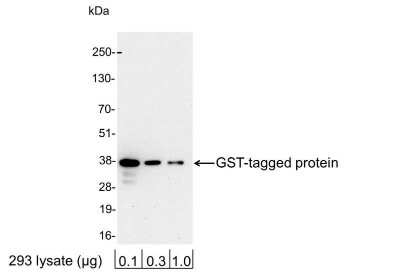 Western Blot: GST Epitope Tag Antibody [Biotin] [NB600-326B] - 0.1, 0.3, or 1.0 ug of 293 cell lysate expressing a GST-tag fusion protein. Antibody used at 0.06 ug/ml (1:15,000). Detection: Streptavidin-HRP (0.1 ug/ml) and chemiluminescence with an exposure time of 60 seconds.